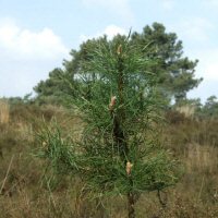 De Luneburger Heide 3